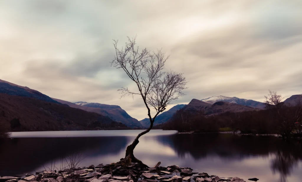 The Lone Tree  | Llanberis | North Wales | Landscape Print