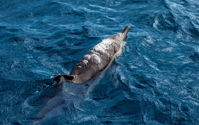 Dolphin in the Gibraltar Bay | Digital Download