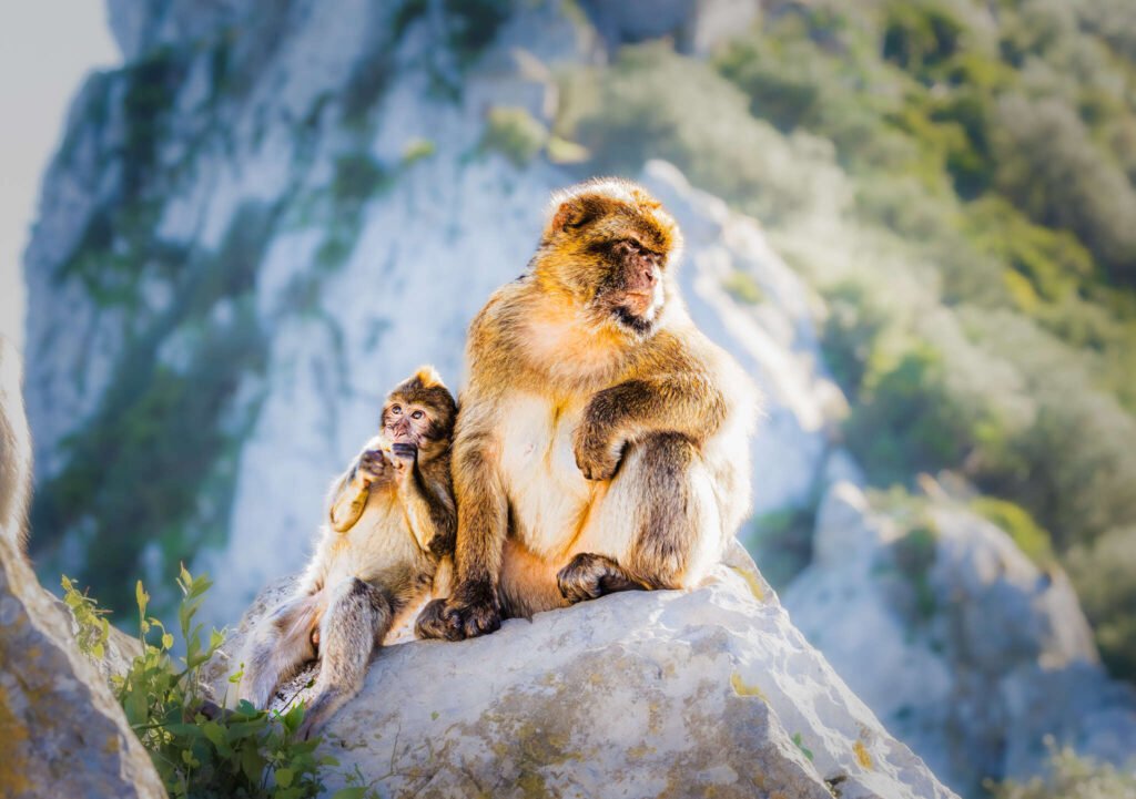 Mother and Baby Barbary Macaque | Digital Download