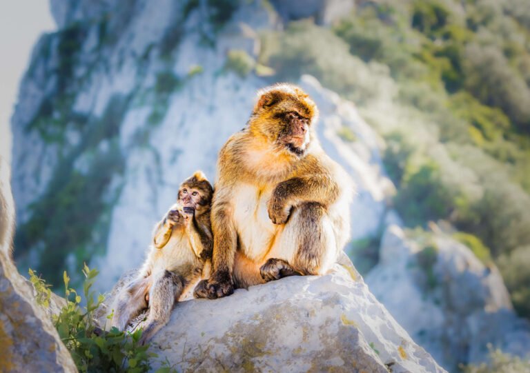 Mother and Baby Barbary Macaque | Digital Download