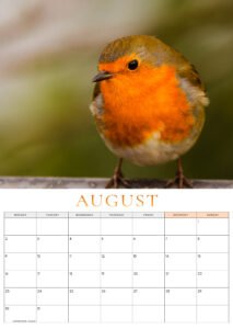 🐦 Pre-Order: 2027 Robin A3 Wall Calendar image 13