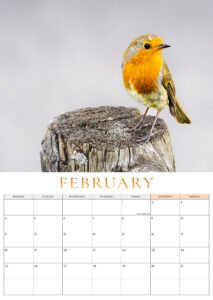 🐦 Pre-Order: 2027 Robin A3 Wall Calendar image 5
