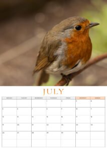 🐦 Pre-Order: 2027 Robin A3 Wall Calendar image 12