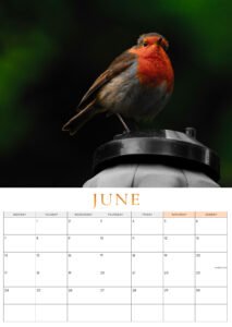 🐦 Pre-Order: 2027 Robin A3 Wall Calendar image 11