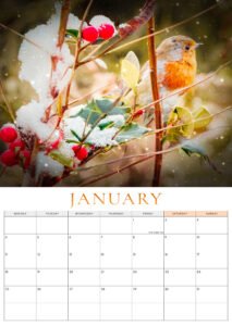 🐦 Pre-Order: 2027 Robin A3 Wall Calendar image 4