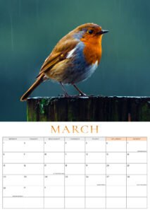 🐦 Pre-Order: 2027 Robin A3 Wall Calendar image 6