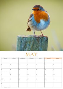 🐦 Pre-Order: 2027 Robin A3 Wall Calendar image 10