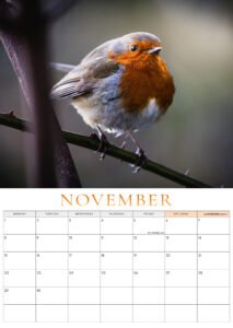 🐦 Pre-Order: 2027 Robin A3 Wall Calendar image 9