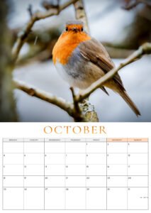 🐦 Pre-Order: 2027 Robin A3 Wall Calendar image 8