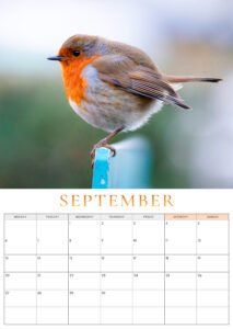 🐦 Pre-Order: 2027 Robin A3 Wall Calendar image 7