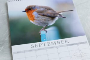 🐦 Pre-Order: 2027 Robin A3 Wall Calendar image 16