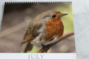 🐦 Pre-Order: 2027 Robin A3 Wall Calendar image 17
