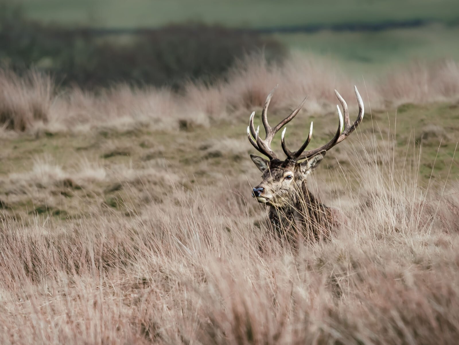 Red deer stag with large antlers standing amongst tall moorland grass with a softly blurred countryside background.