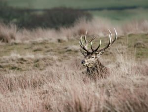 Red Deer Stag | British Wildlife Photography Wall Art image 1