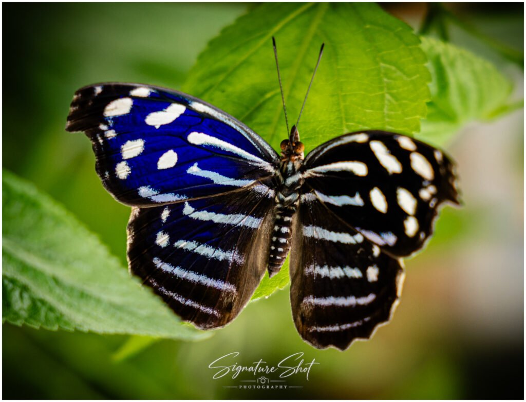 Butterfly in Blue nature photograph