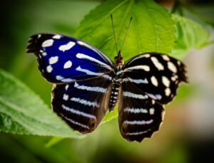 Blue & Black Butterfly – Nature Photography Wall Art image 1