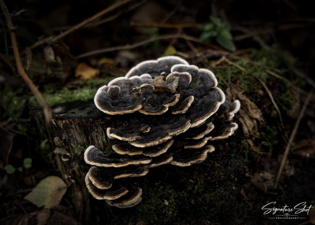 Layered bracket fungus growing on a moss-covered tree in a dark autumn woodland.