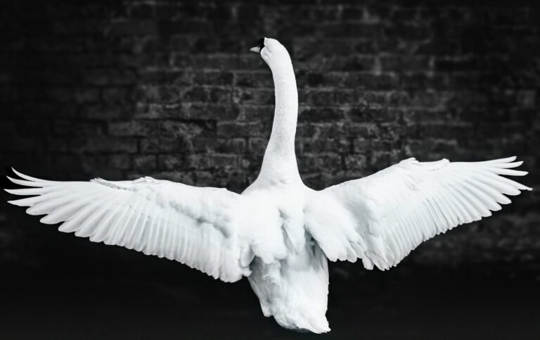 Majestic Swan Wings | Wildlife Nature Wall Art Print
