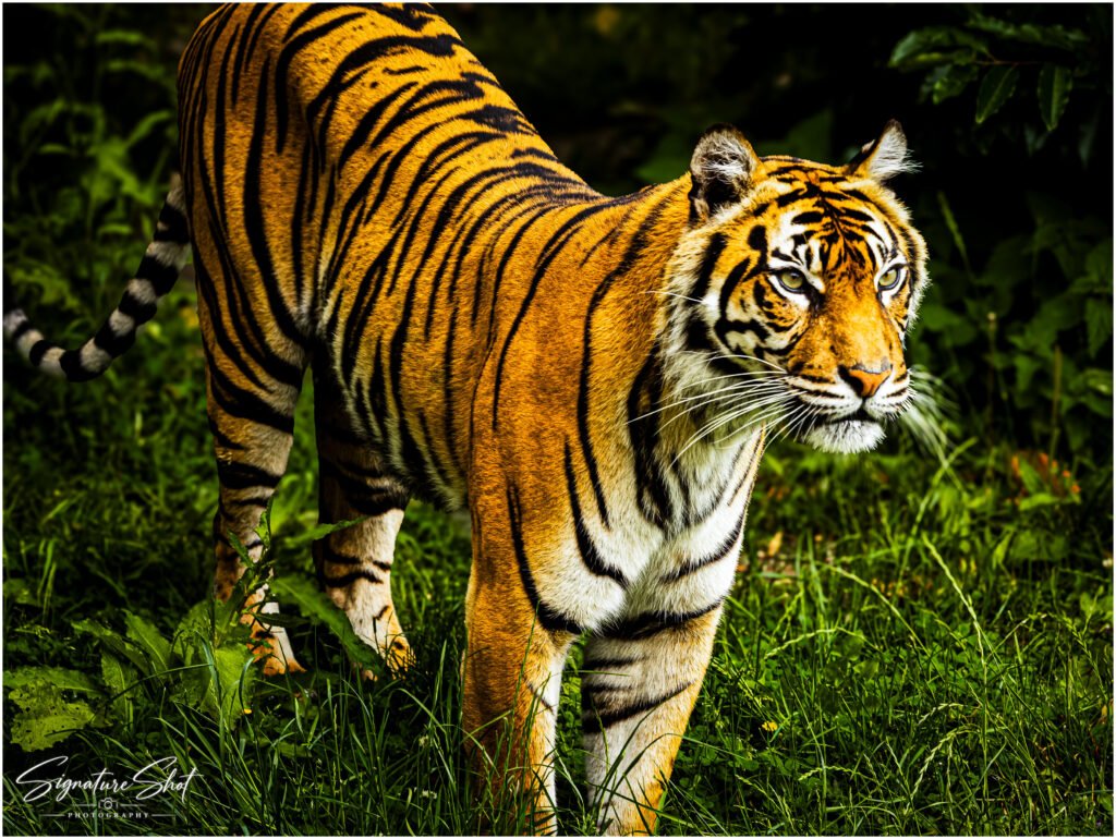 Eyes of the Wild tiger wildlife photograph