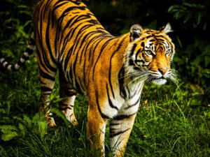 Eyes of the Wild – Tiger Wildlife Photography Print image 1