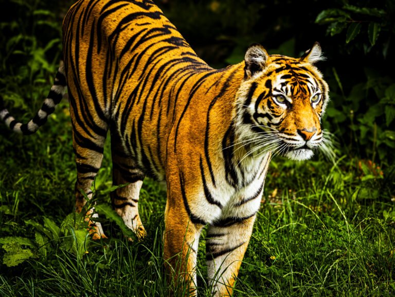 Eyes of the Wild – Tiger Wildlife Photography Print
