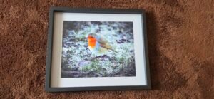 Robin in Winter Light | 10 x 8 Framed Print | Studio Edition image 3