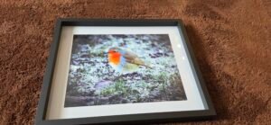 Robin in Winter Light | 10 x 8 Framed Print | Studio Edition image 4