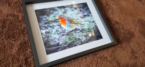 Robin in Winter Light | 10 x 8 Framed Print | Studio Edition image 5