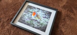 Robin in Winter Light | 10 x 8 Framed Print | Studio Edition image 6