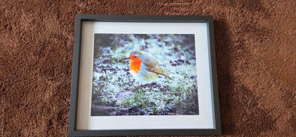 Robin in Winter Light | 10 x 8 Framed Print | Studio Edition