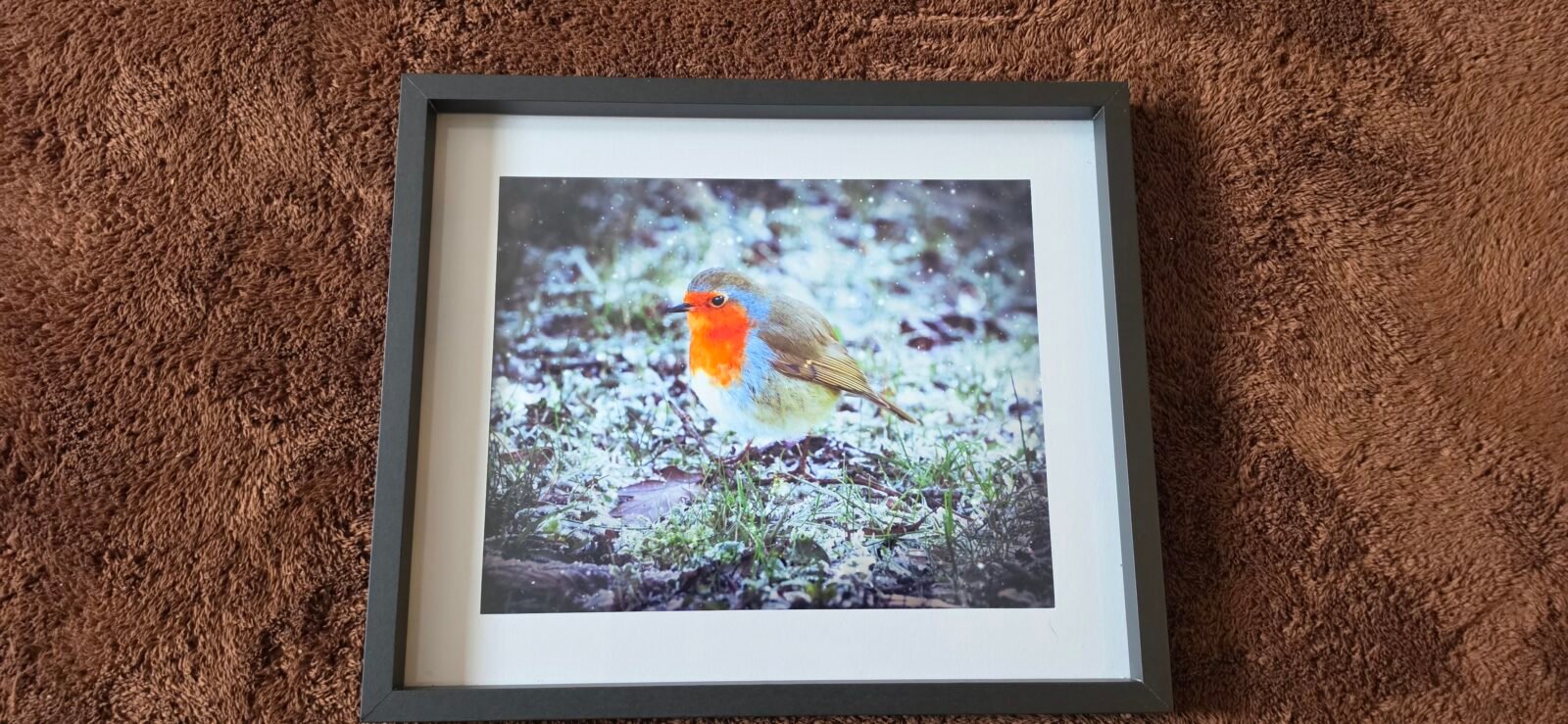 Robin in Winter Light | 10 x 8 Framed Print | Studio Edition