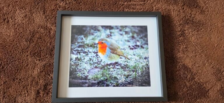Robin in Winter Light | 10 x 8 Framed Print | Studio Edition