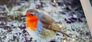 Robin in Winter Light | 10 x 8 Framed Print | Studio Edition image 8