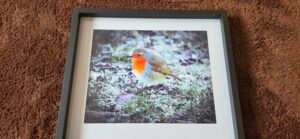 Robin in Winter Light | 10 x 8 Framed Print | Studio Edition image 9