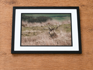 Red Deer Stag | British Wildlife Photography Wall Art image 3