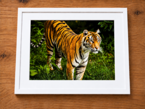 Eyes of the Wild – Tiger Wildlife Photography Print image 4
