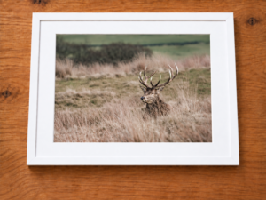 Red Deer Stag | British Wildlife Photography Wall Art image 7
