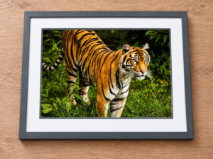 Eyes of the Wild – Tiger Wildlife Photography Print image 3