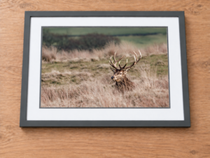 Red Deer Stag | British Wildlife Photography Wall Art image 6