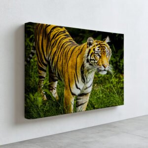 Eyes of the Wild – Tiger Wildlife Photography Print image 8
