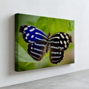Blue & Black Butterfly – Nature Photography Wall Art image 5