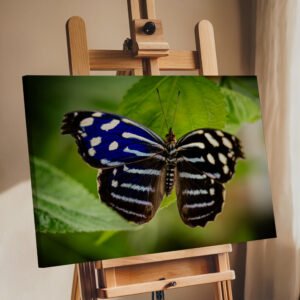 Blue & Black Butterfly – Nature Photography Wall Art image 6