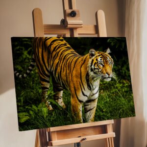 Eyes of the Wild – Tiger Wildlife Photography Print image 7