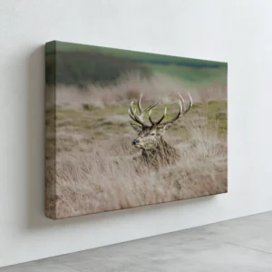 Red Deer Stag | British Wildlife Photography Wall Art image 5