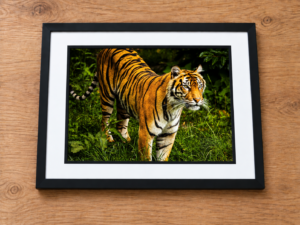 Eyes of the Wild – Tiger Wildlife Photography Print image 5