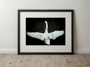 Majestic Swan Wings | Wildlife Nature Wall Art Print image 4